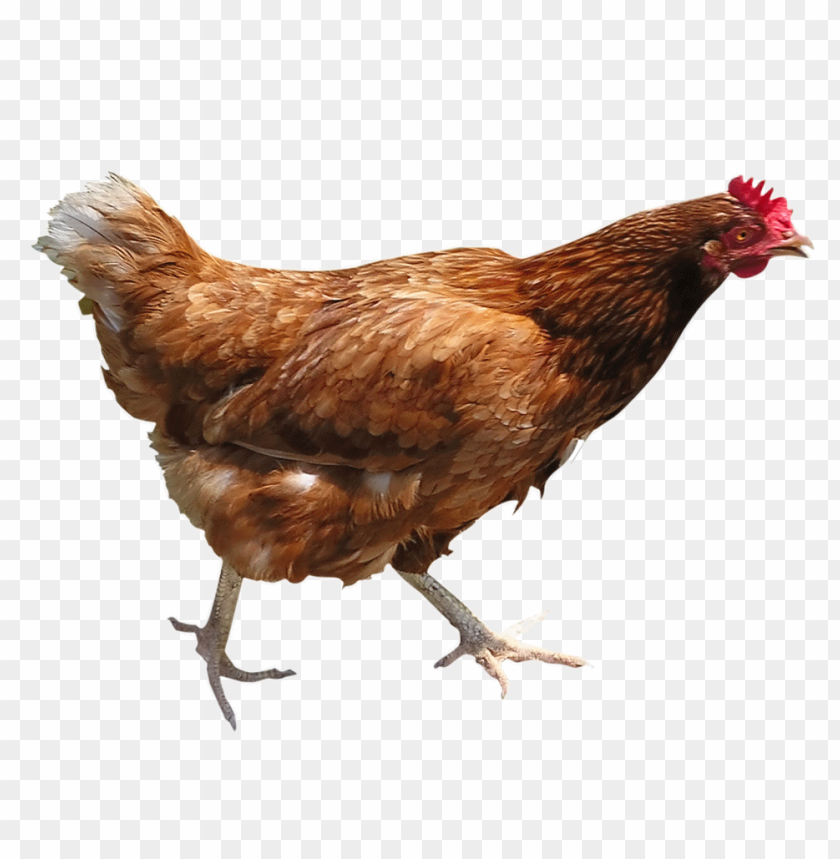 cock png,rooster png,fowl png,crow png,free png,fowl,cock file png