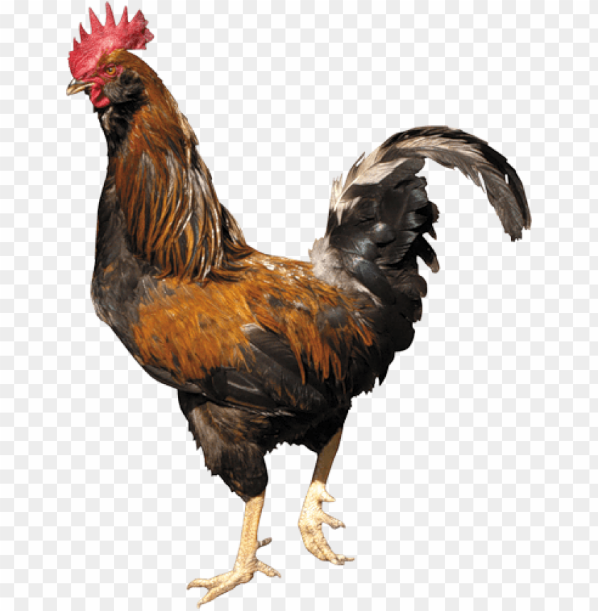 cock png,rooster png,fowl png,crow png,free png,fowl,cock file png