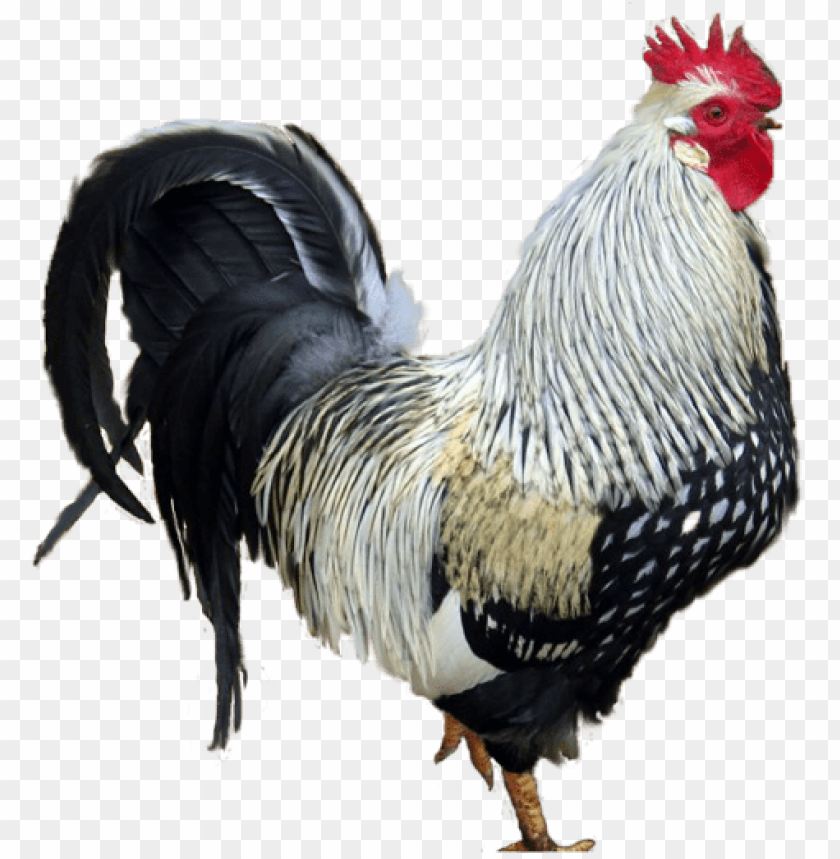 cock png,rooster png,fowl png,crow png,free png,fowl,cock file png