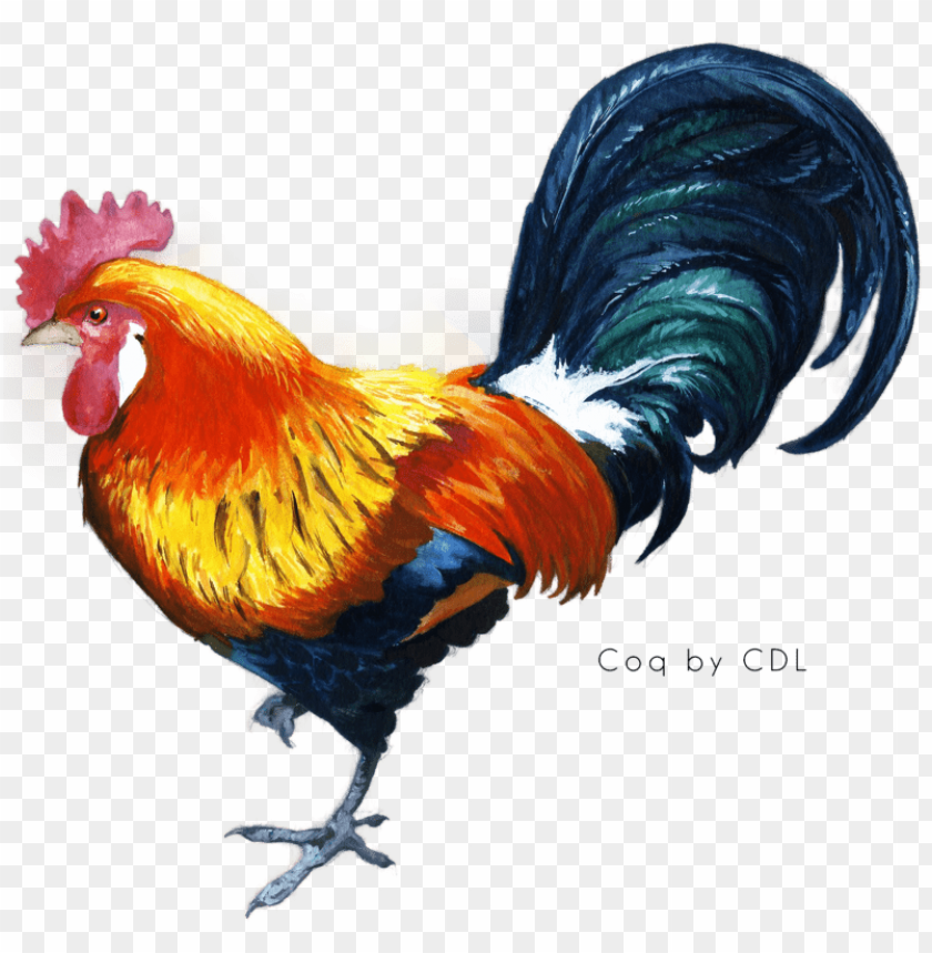 cock png,rooster png,fowl png,crow png,free png,fowl,cock file png