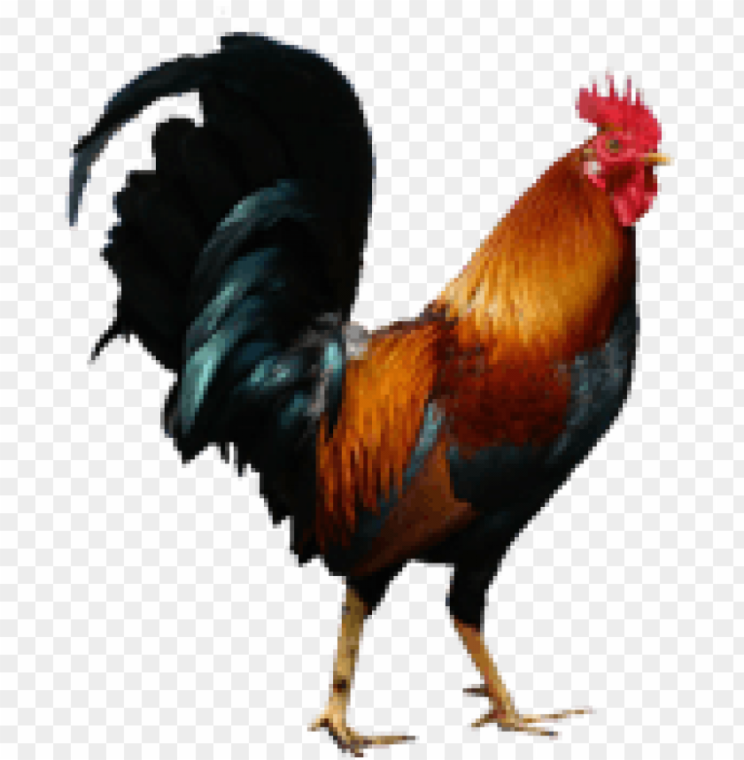 cock png,rooster png,fowl png,crow png,free png,fowl,cock file png