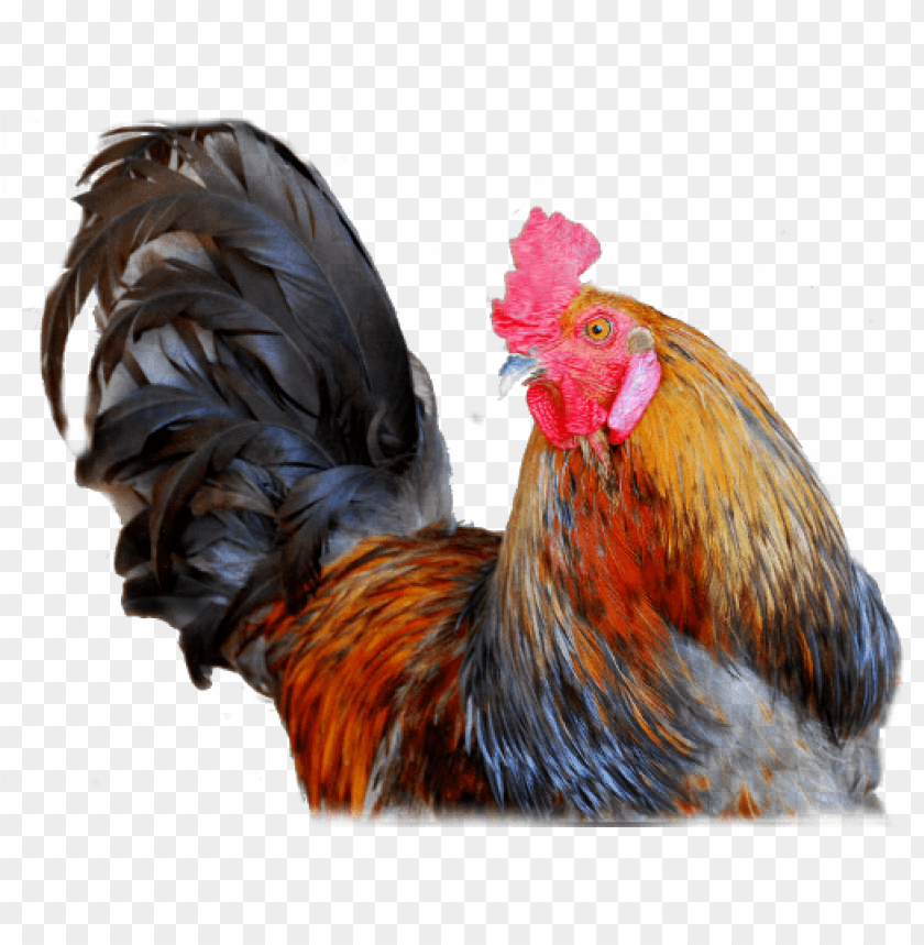 cock png,rooster png,fowl png,crow png,free png,fowl,cock file png