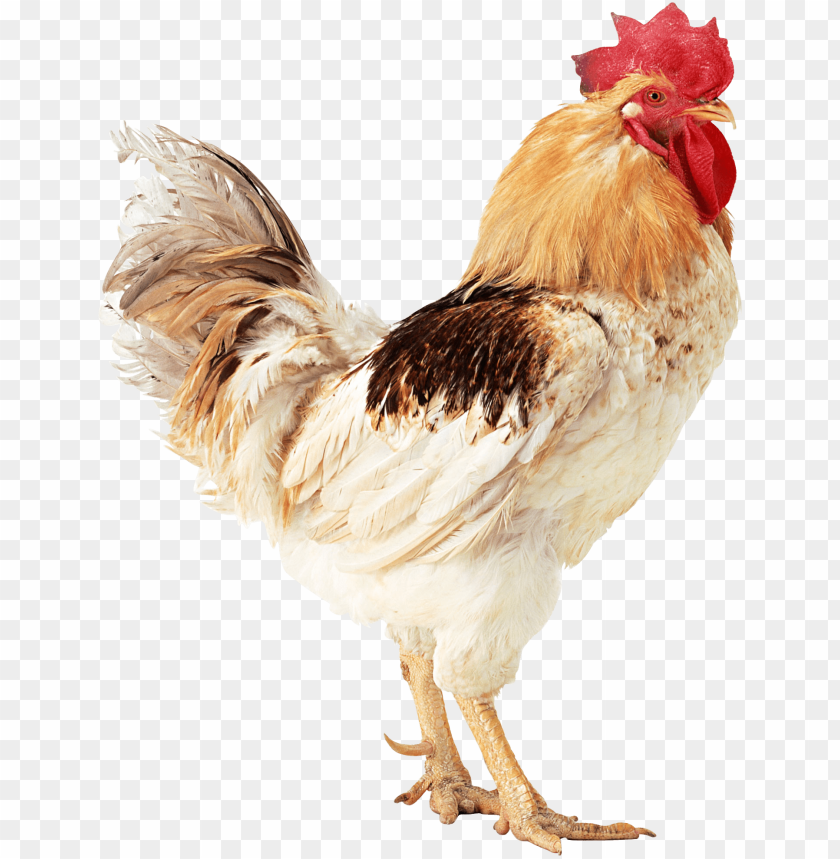 cock png,rooster png,fowl png,crow png,free png,fowl,cock file png