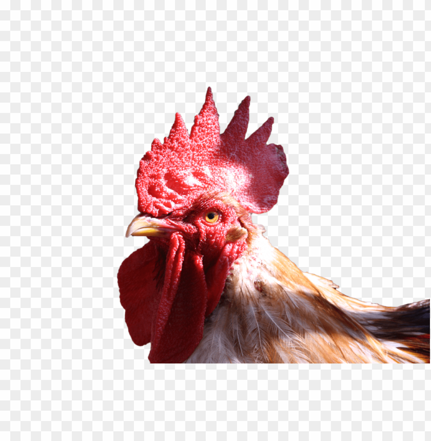 cock png,rooster png,fowl png,crow png,free png,fowl,cock file png