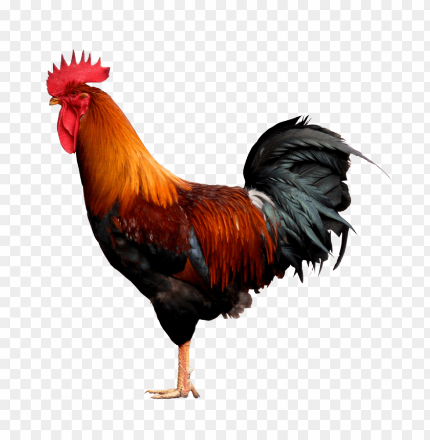 cock png,rooster png,fowl png,crow png,free png,fowl,cock file png