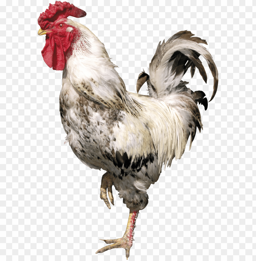 cock png,rooster png,fowl png,crow png,free png,fowl,cock file png