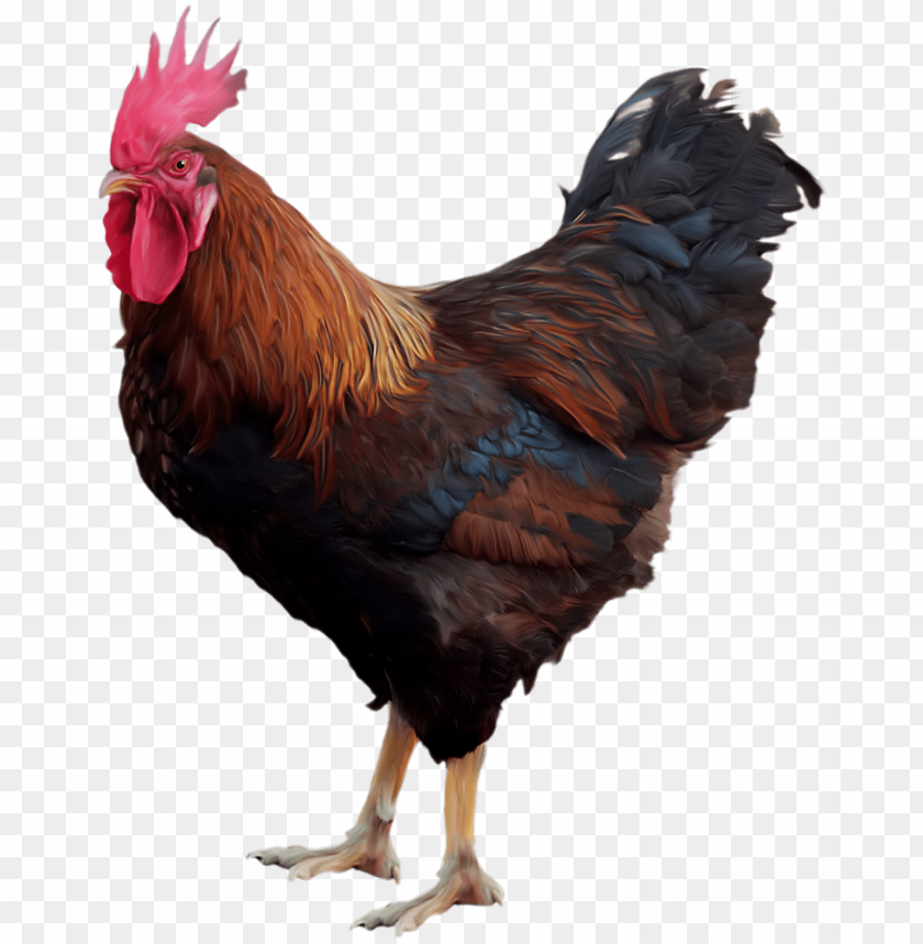 cock png,rooster png,fowl png,crow png,free png,fowl,cock file png