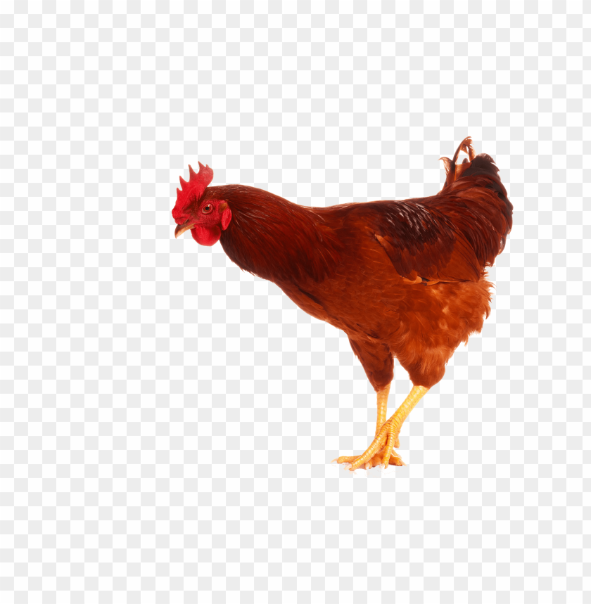 cock png,rooster png,fowl png,crow png,free png,fowl,cock file png