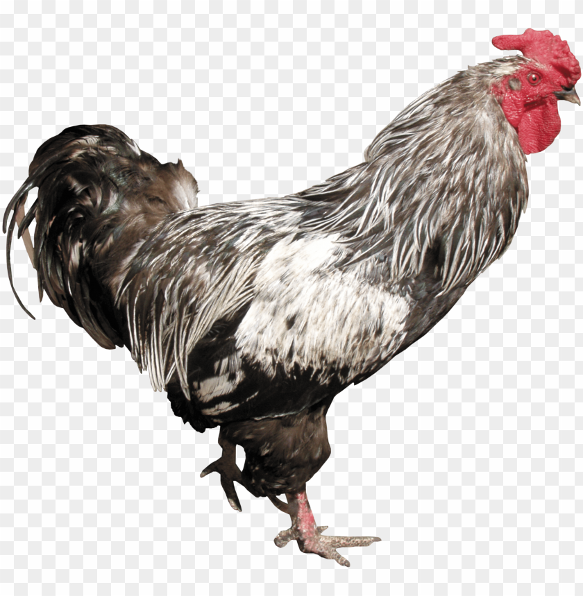 cock png,rooster png,fowl png,crow png,free png,fowl,cock file png