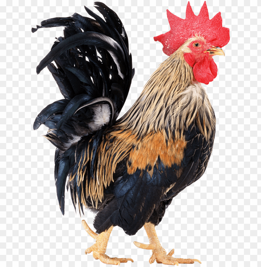 cock png,rooster png,fowl png,crow png,free png,fowl,cock file png