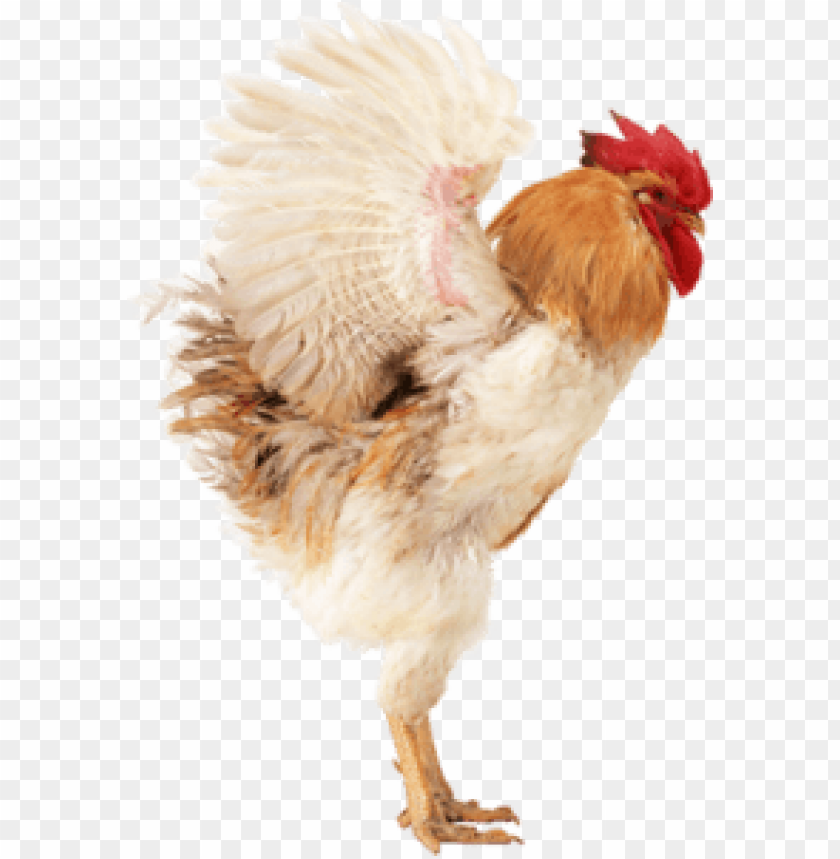 cock png,rooster png,fowl png,crow png,free png,fowl,cock file png