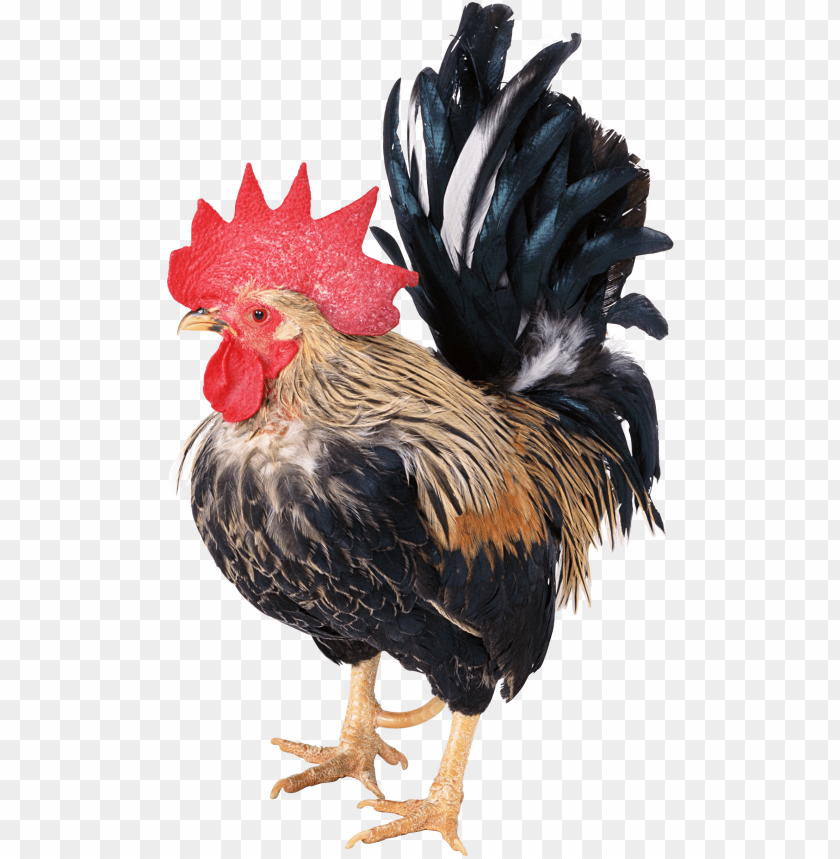 cock png,rooster png,fowl png,crow png,free png,fowl,cock file png