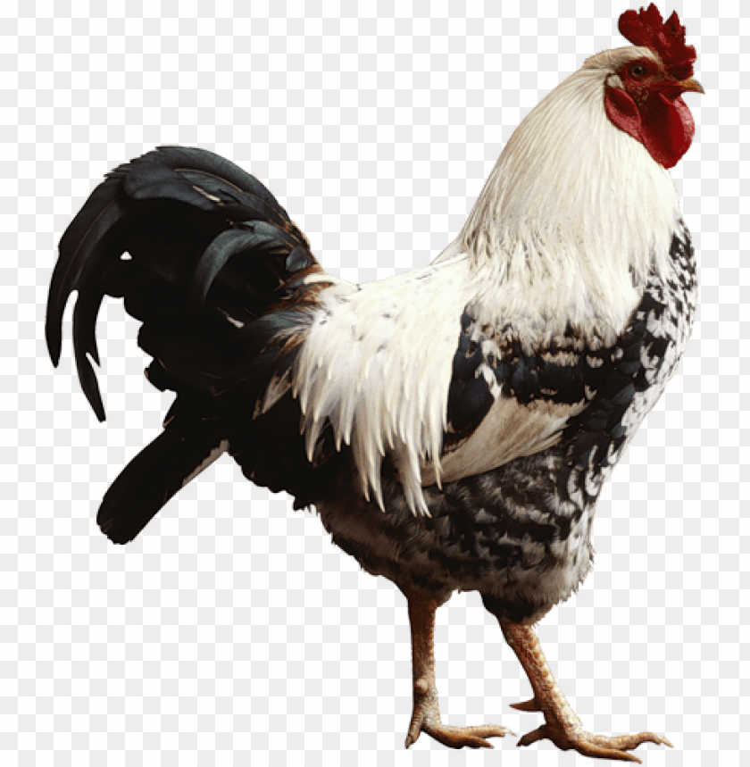 cock png,rooster png,fowl png,crow png,free png,fowl,cock file png