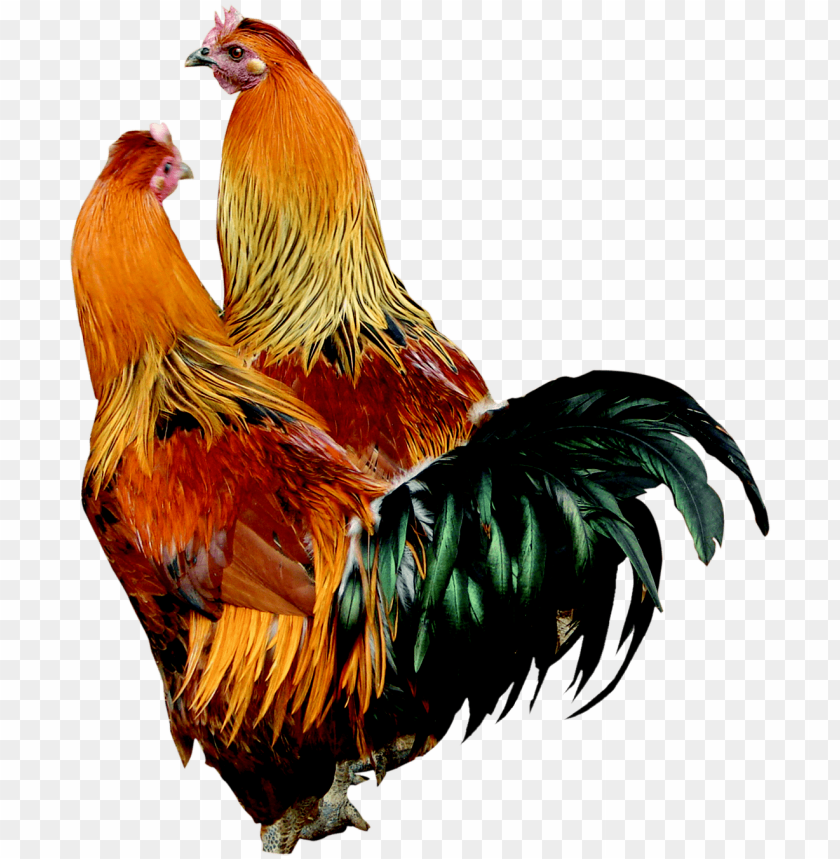 cock png,rooster png,fowl png,crow png,free png,fowl,cock file png