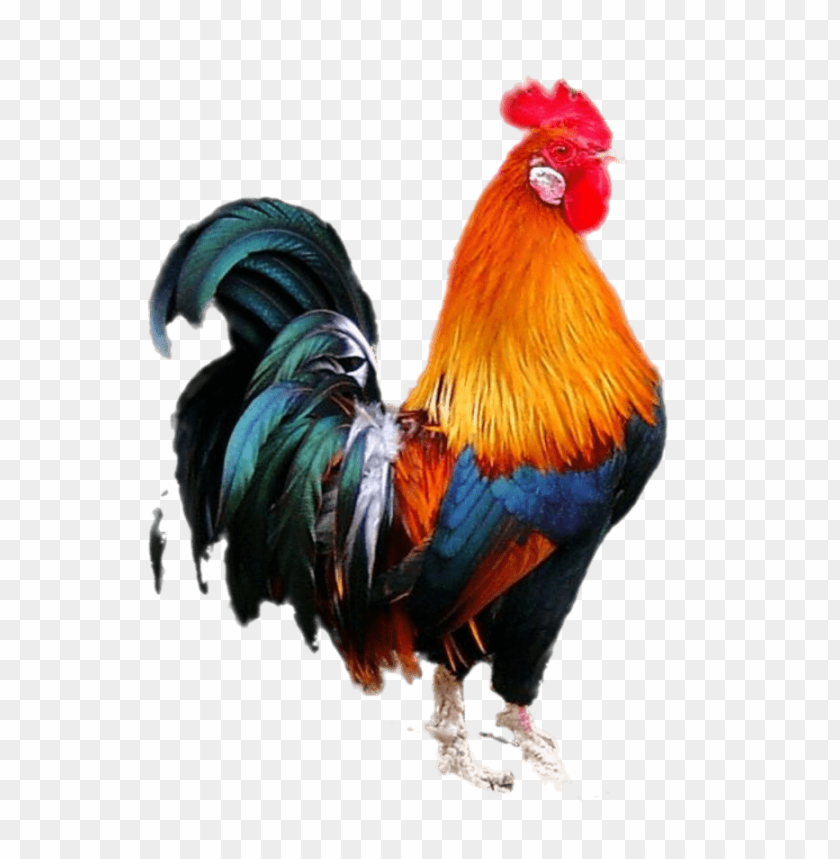 cock png,rooster png,fowl png,crow png,free png,fowl,cock file png