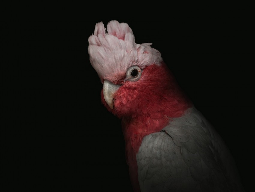 Cockatoo Parrot Bird Pink Portrait Funny Background