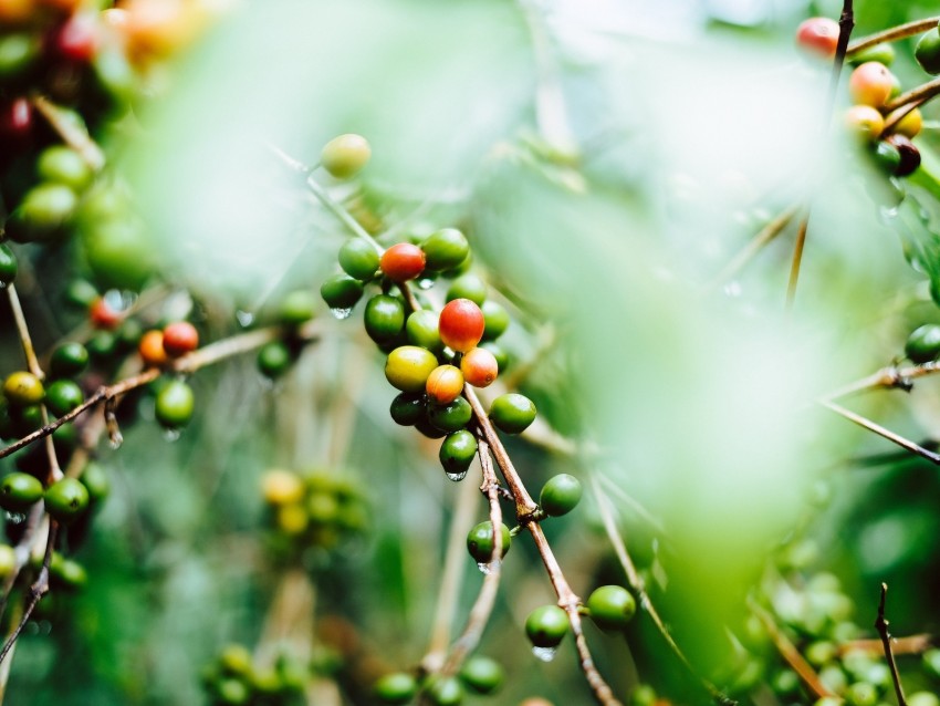 Coffee Fruit Twig Green Wet Plant Background