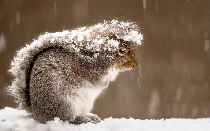 Cold Snow Squirrel Wallpaper PNG Transparent Background