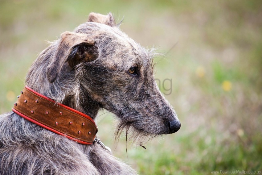 dog, greyhound, pet, animal, collar, fur, nature