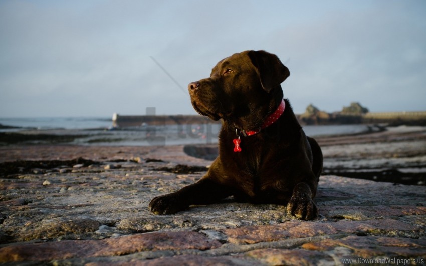 dog, Labrador, coastline, sunset, beach, pet animal, rocky shore