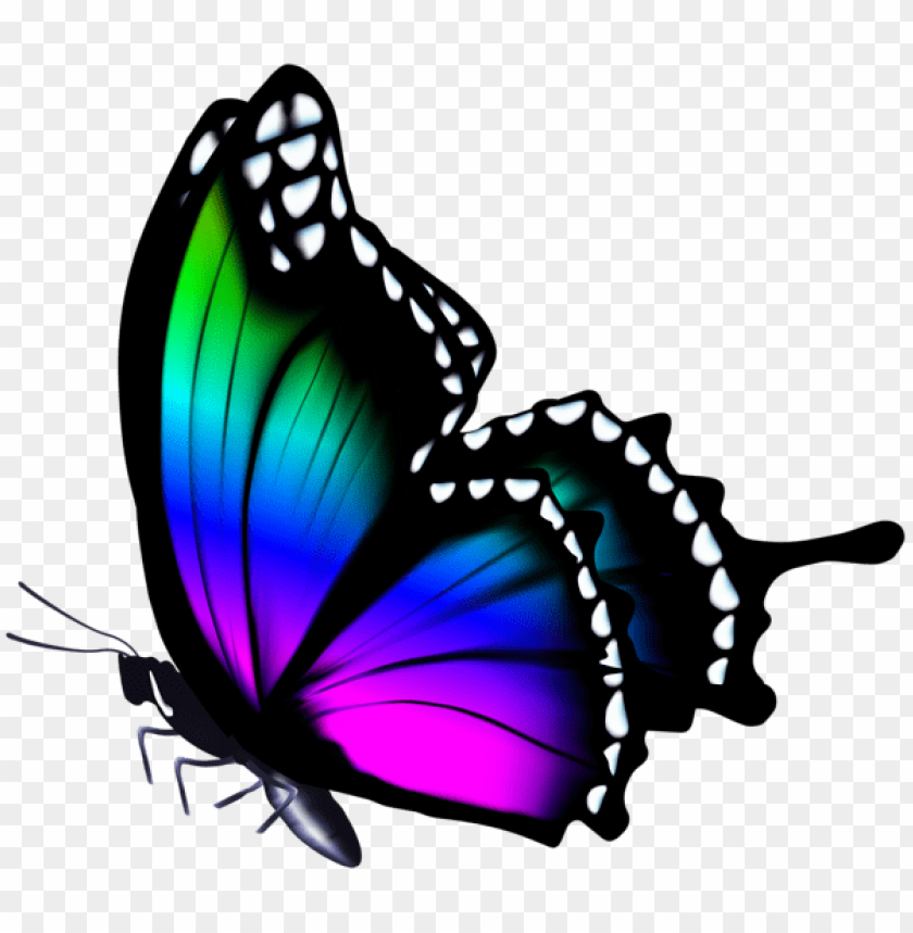 butterfly, colorful wings, nature beauty, vibrant colors, insect, flora and fauna, wildlife illustration