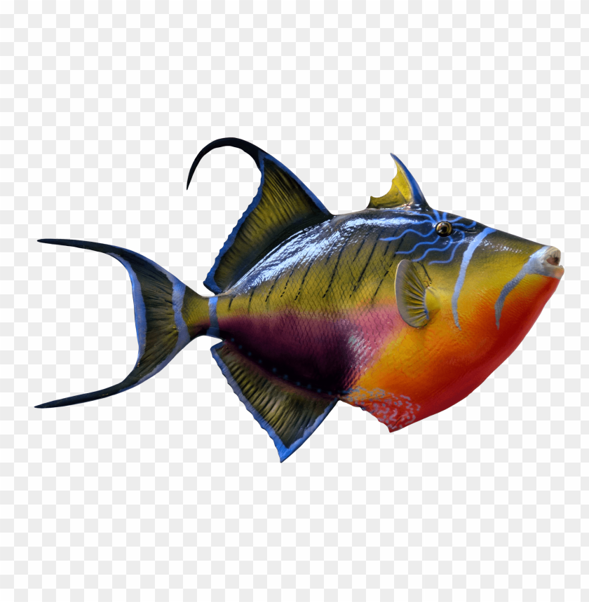 Colorful angelfish PNG, tropical, vibrant