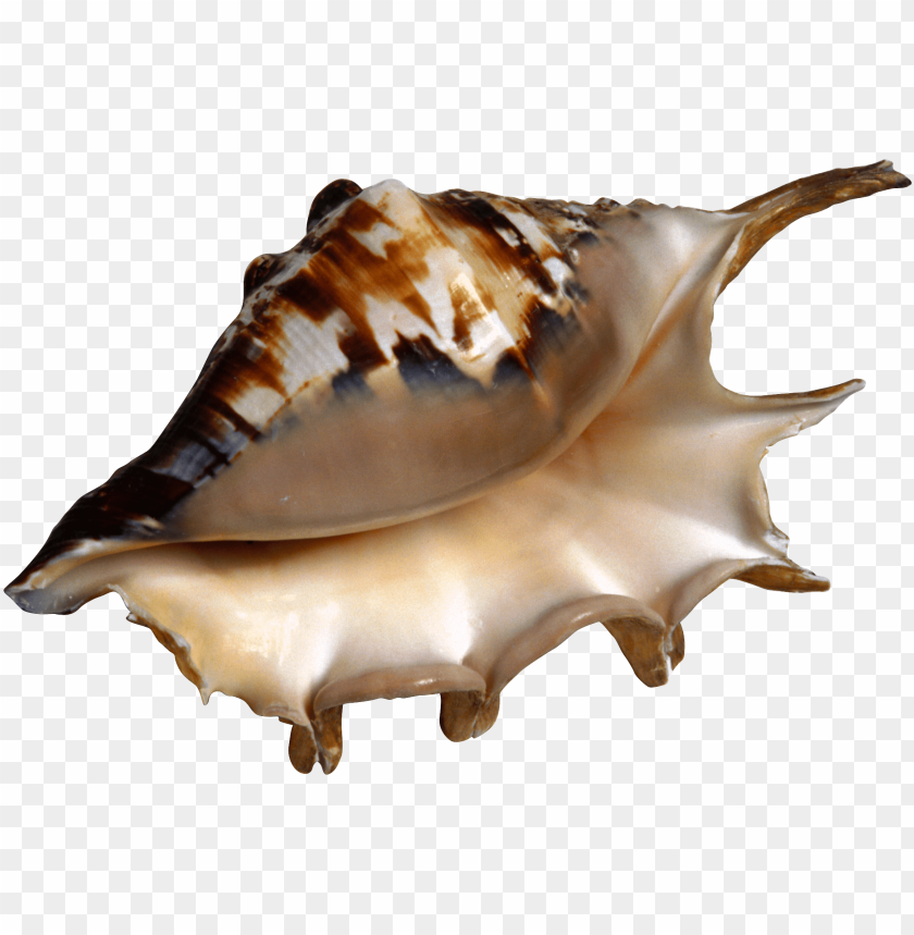 
conch
, 
shell
, 
marine
, 
marine mollusc
