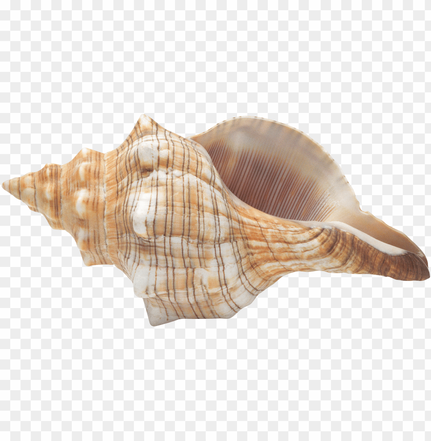 
conch
, 
shell
, 
marine
, 
marine mollusc
