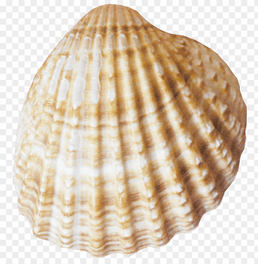 
conch
, 
shell
, 
marine
, 
marine mollusc
