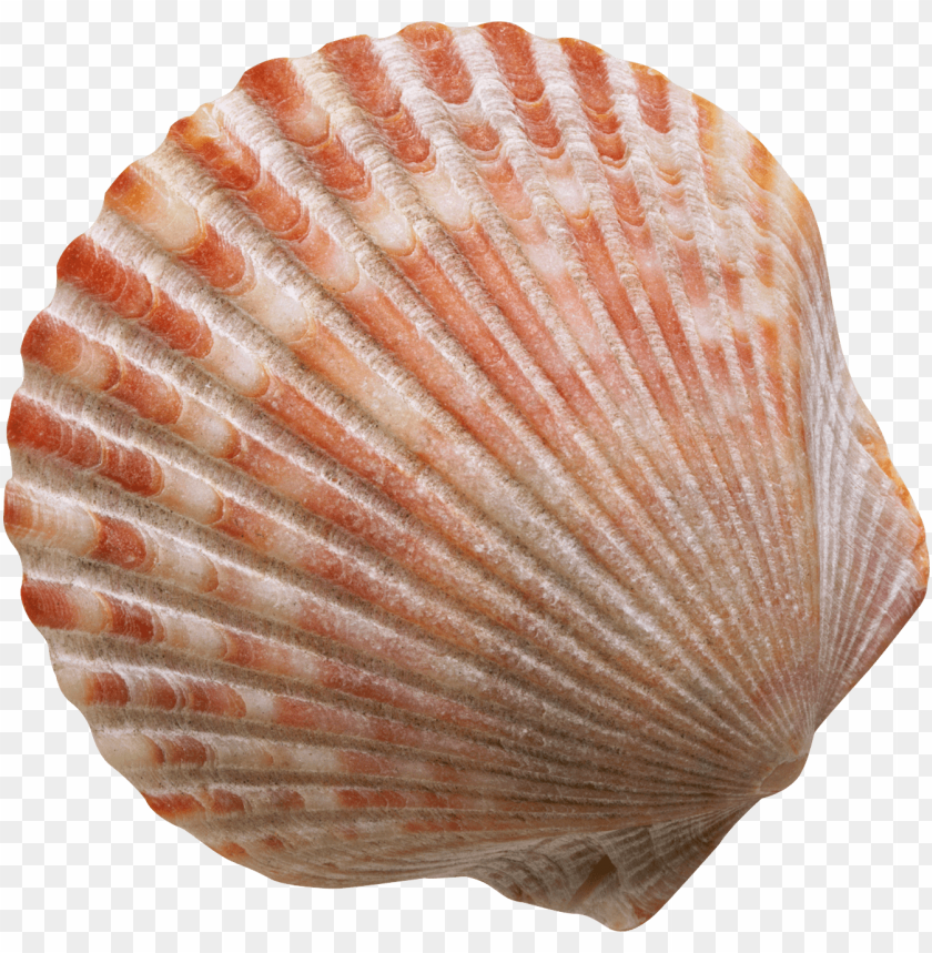 
conch
, 
shell
, 
marine
, 
marine mollusc
