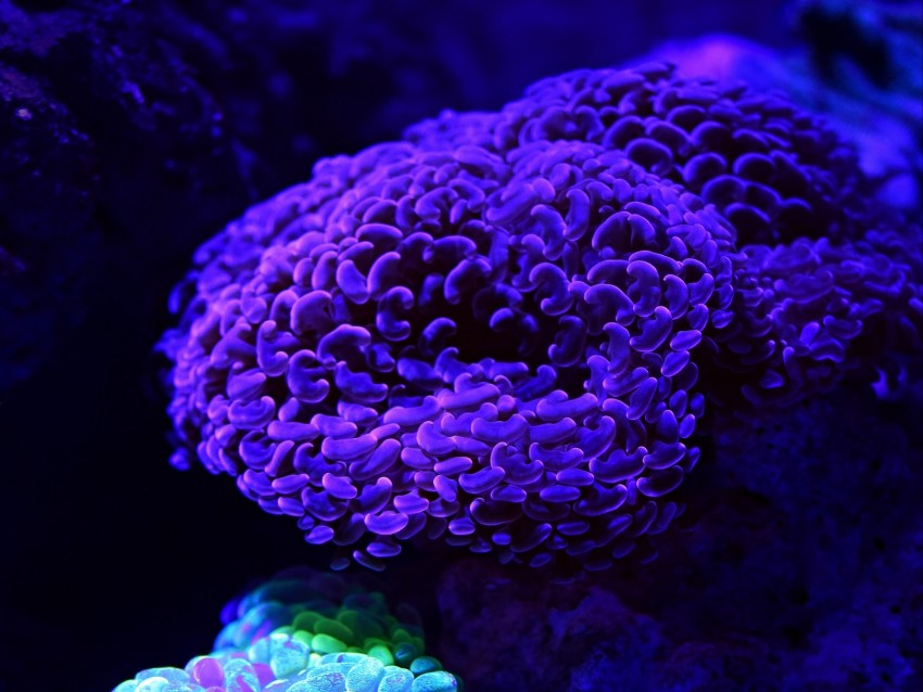 Corals Glow Underwater World Background