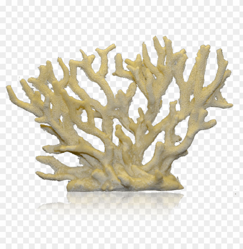 corals png, coral,png