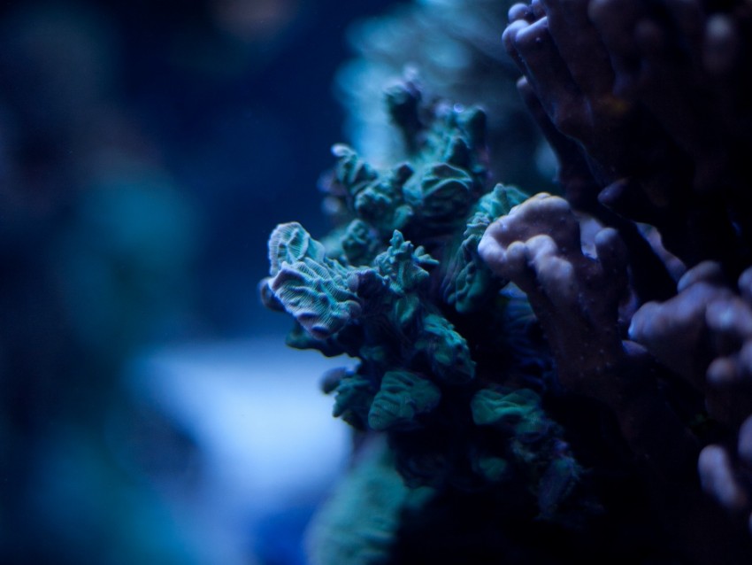 Corals Underwater World Algae Macro Ocean Background