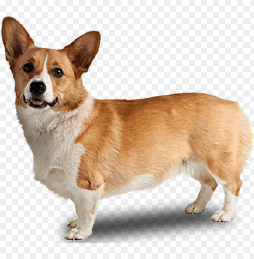 animals, dogs, corgi dog side view, 