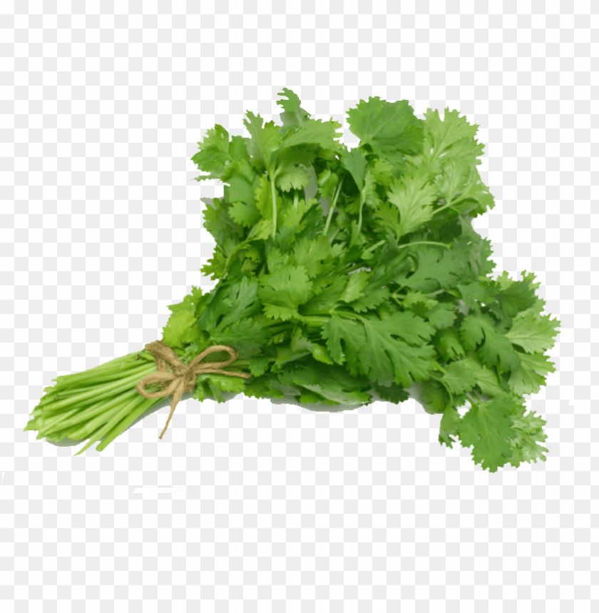 coriander