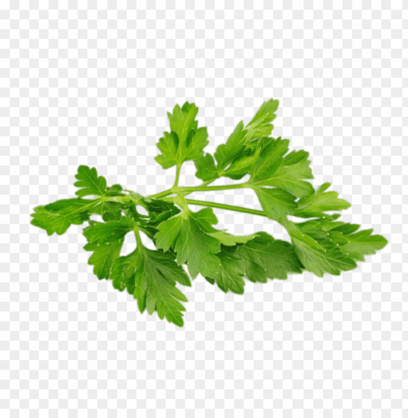 coriander