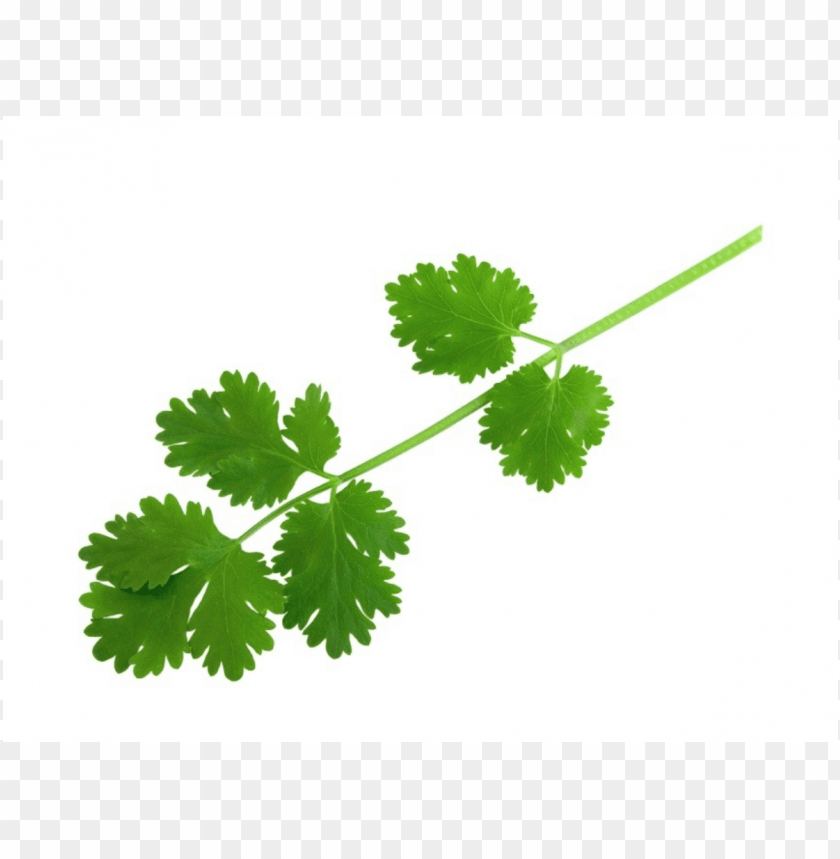 coriander leaf