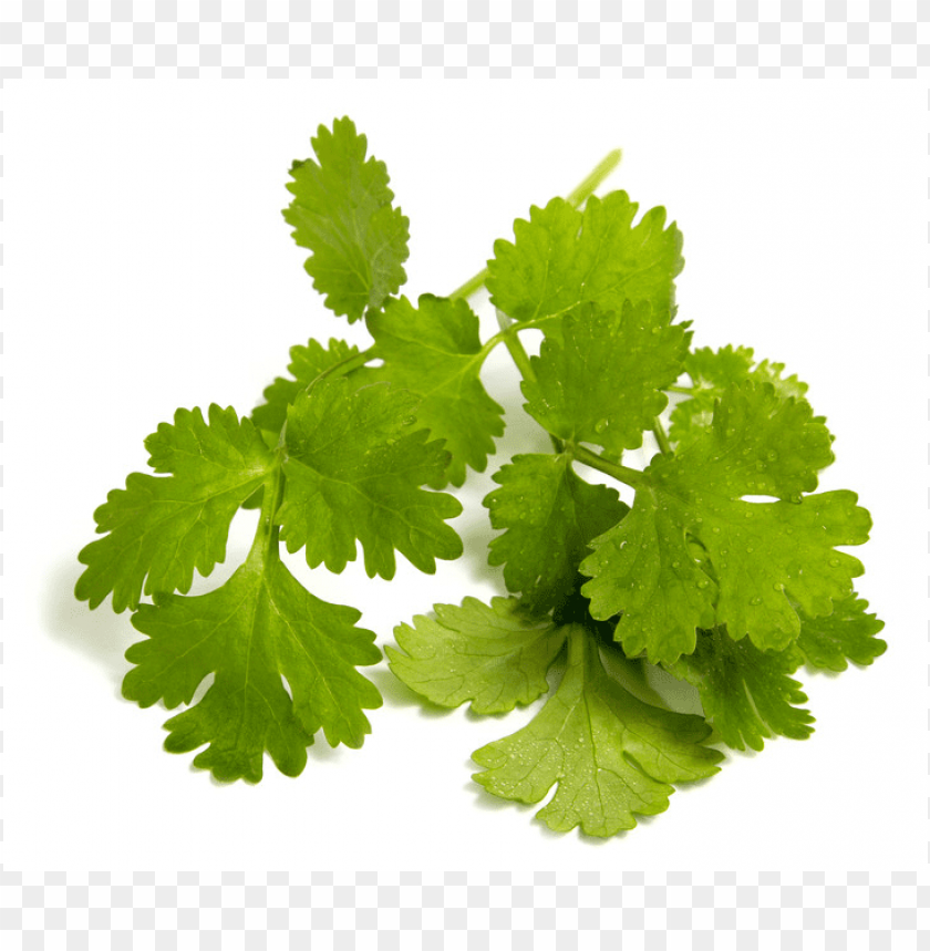 coriander leaf