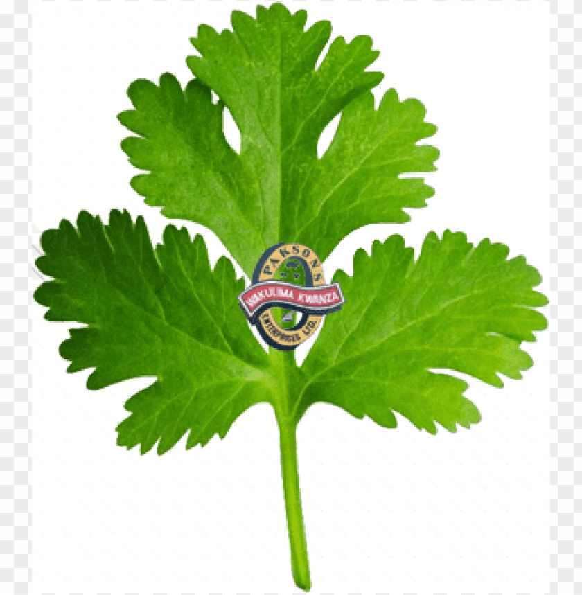 coriander leaf