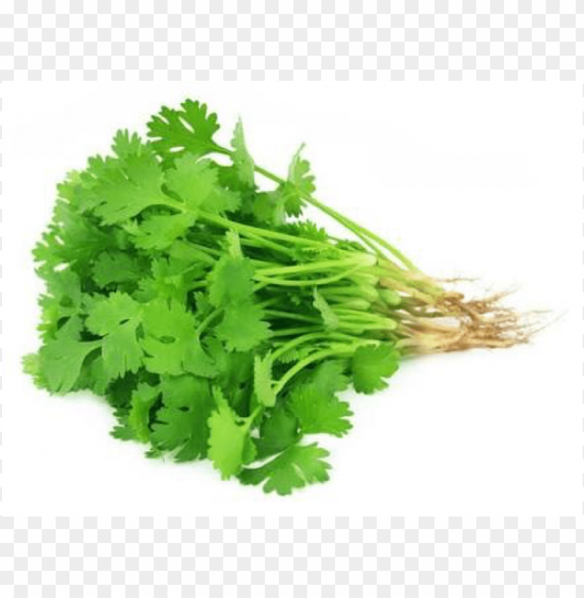 coriander leaves