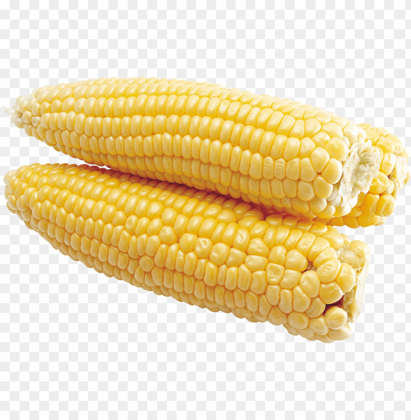 
large grain plant
, 
corn
, 
dent corn
, 
flint corn
, 
pod corn
, 
popcorn
, 
flour corn
