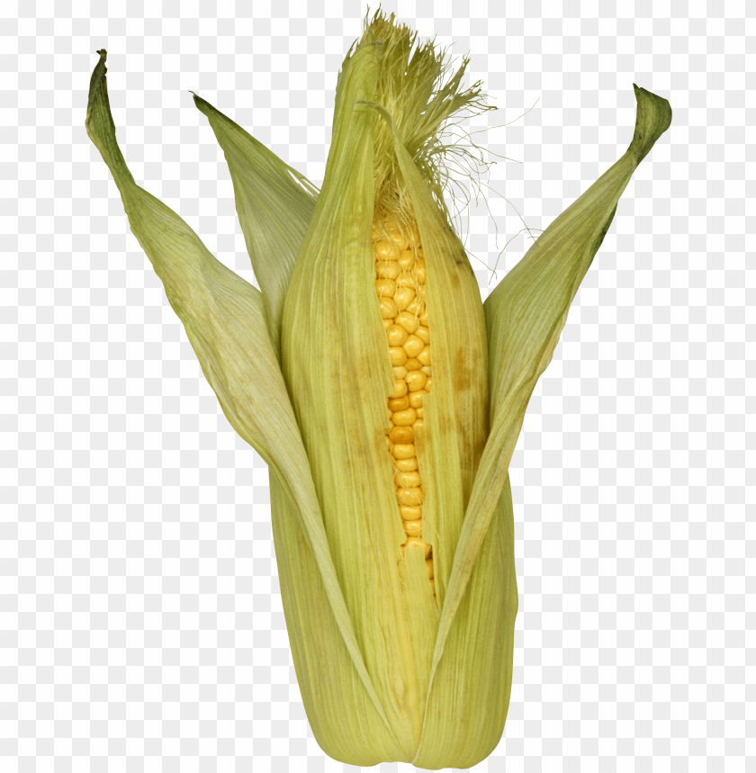 
large grain plant
, 
corn
, 
dent corn
, 
flint corn
, 
pod corn
, 
popcorn
, 
flour corn
