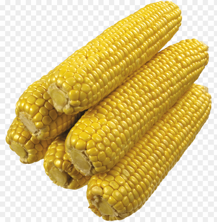 Pile of fresh yellow corn ears on a transparent background.