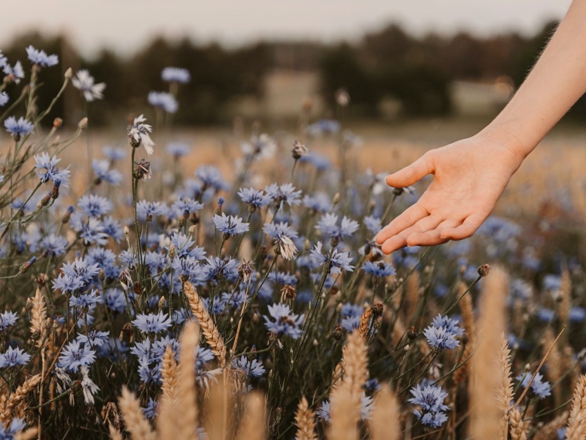 cornflowers, flowers, hand, spikelets, field