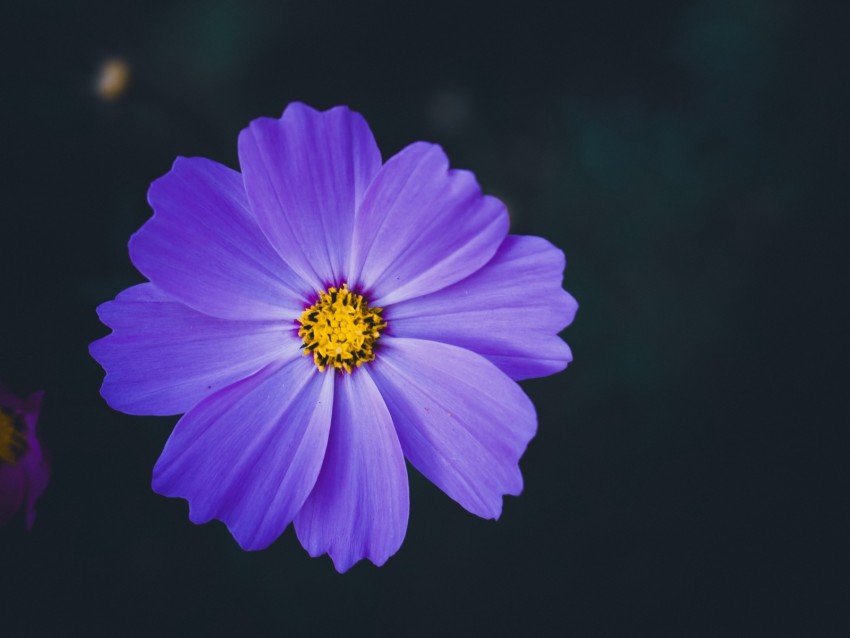 cosmea, lilac, flower, macro, blur