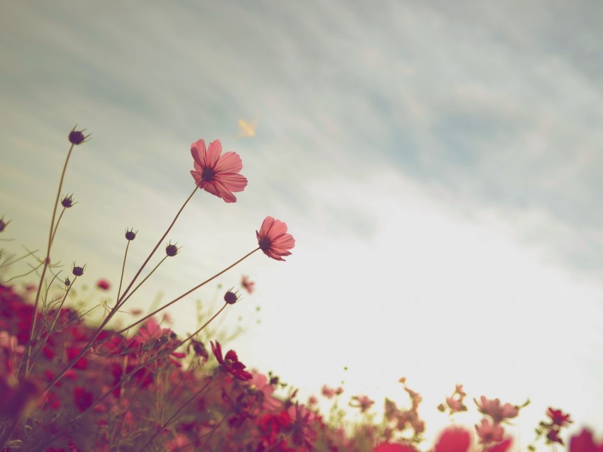 Cosmos Flower Bloom Flower Bed Sky Summer Background