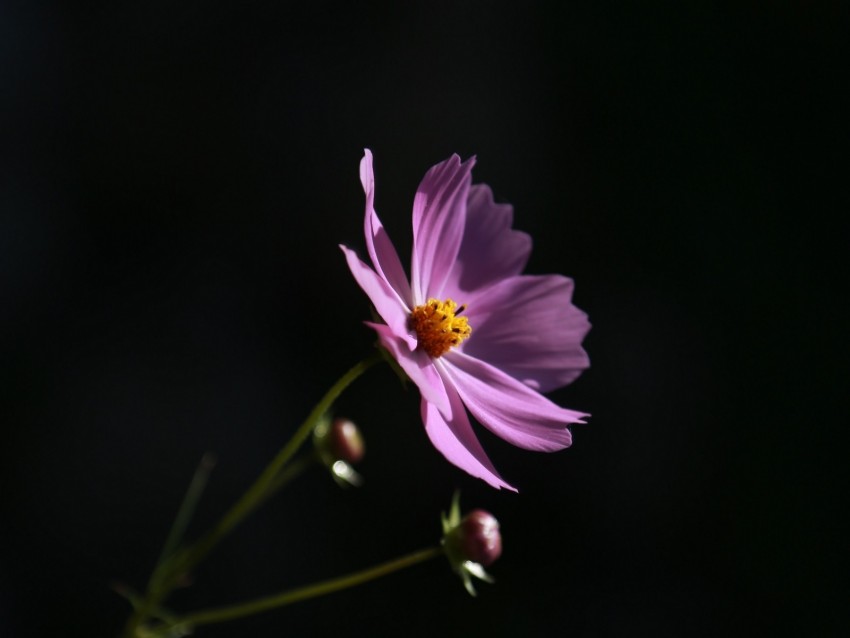 cosmos, flower, lilac, blooms, dark background