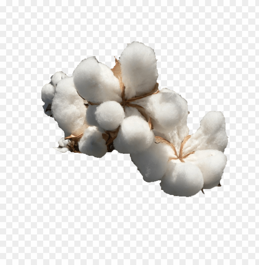 Cotton, Organic Cotton, Cotton Fabric, Cotton Farming, Cotton Industry