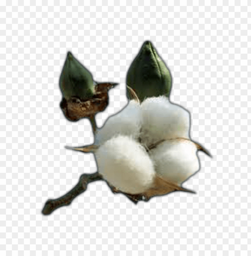 cotton, fiber, agriculture, sustainability, textile