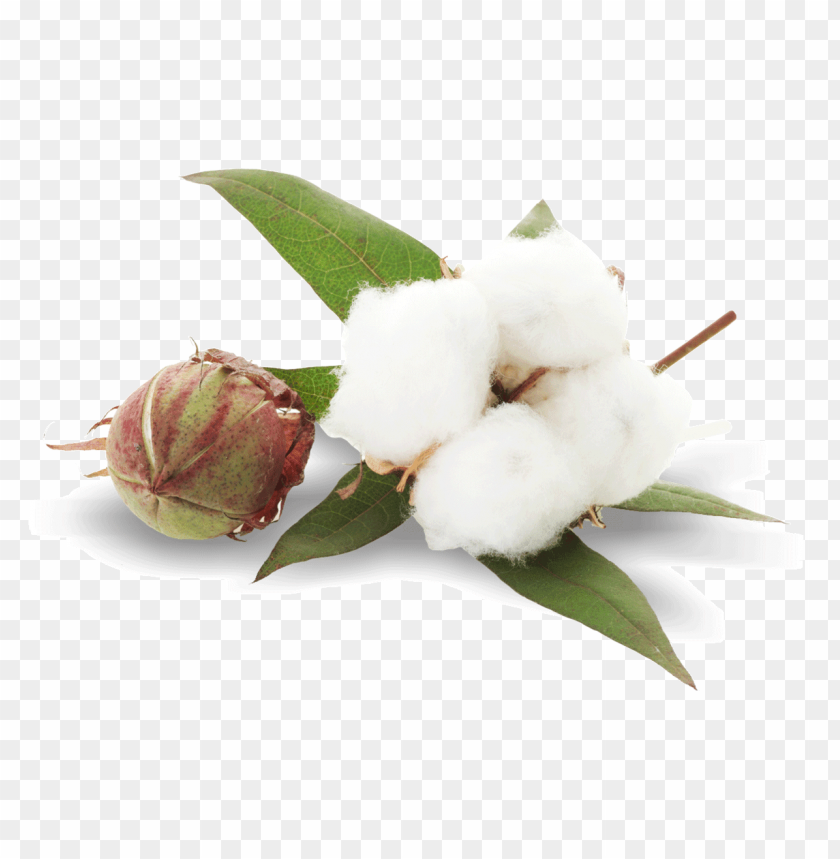 
cotton plant
, 
cotton balls
, 
fluffy staple fiber
, 
fiber
